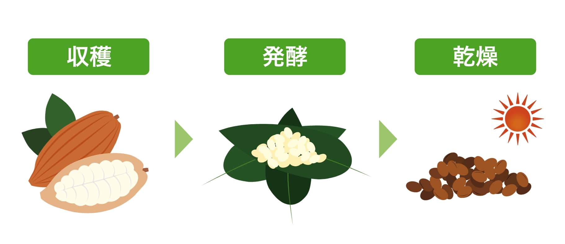 カカオ農家の工程