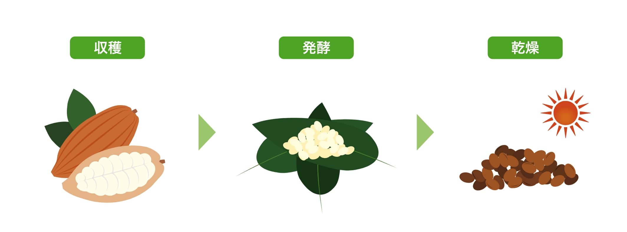 カカオ農家の工程