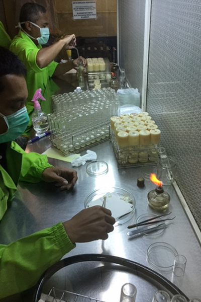 Researching tissue culture of palms