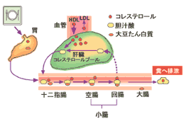 図3 大豆たん白質のコレステロール低下メカニズム