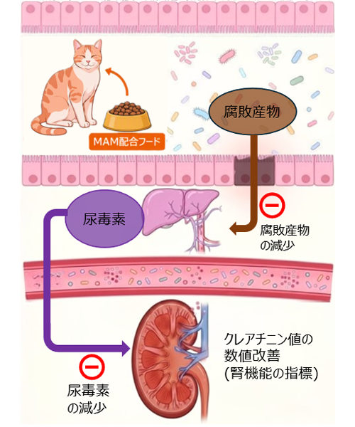 想定される作用メカニズム